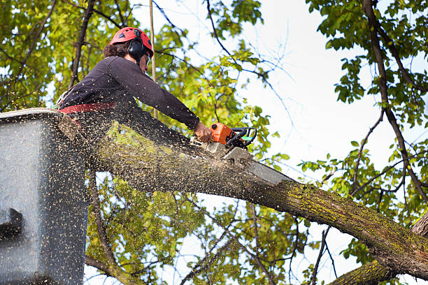 Best Tree Disease Treatment  in Orofino, ID